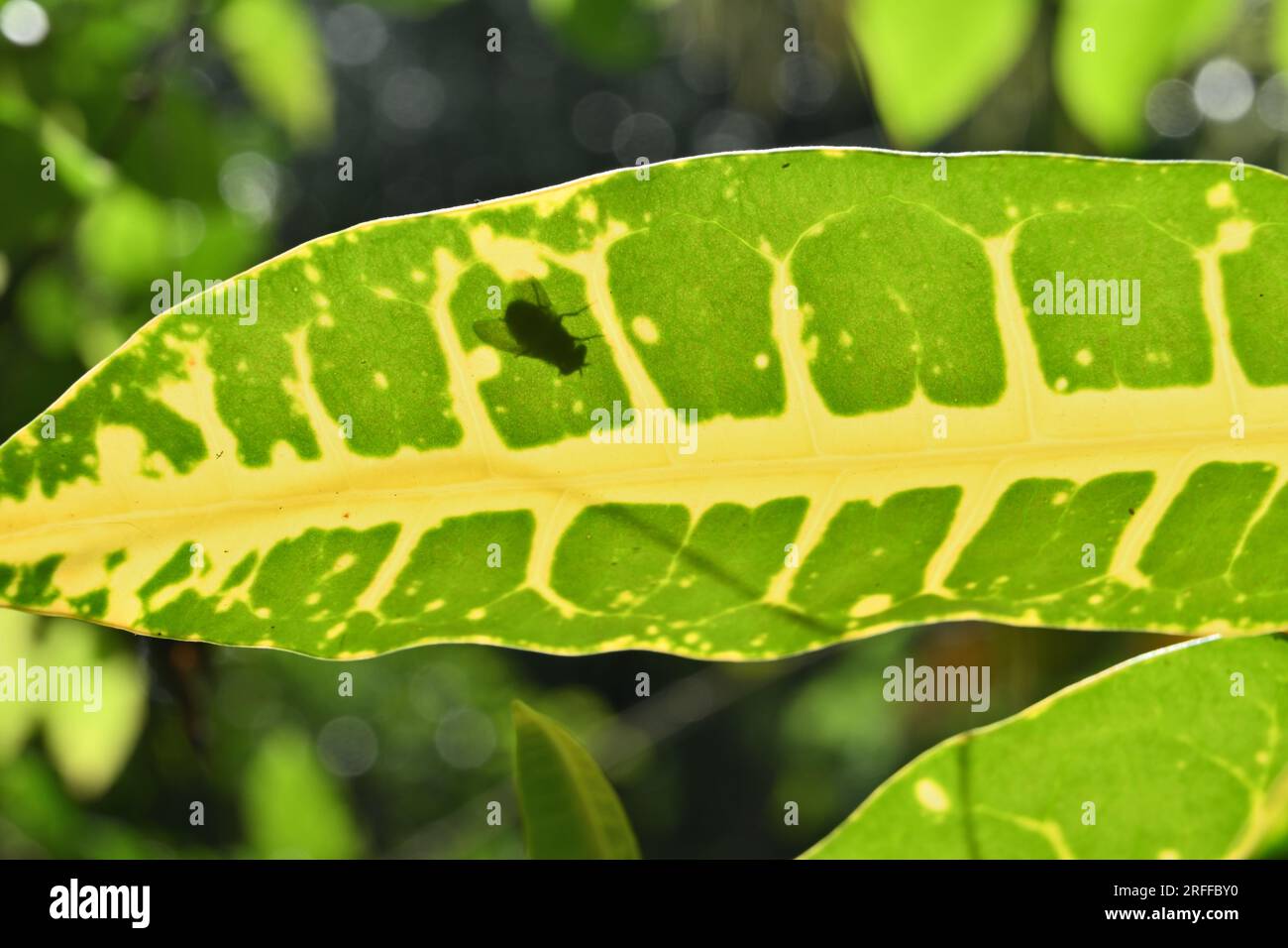 Underneath view of a yellow-green color variegated Croton leaf (Codiaeum Variegatum), a housefly's shadow which is sitting on top of the Croton leaf Stock Photo