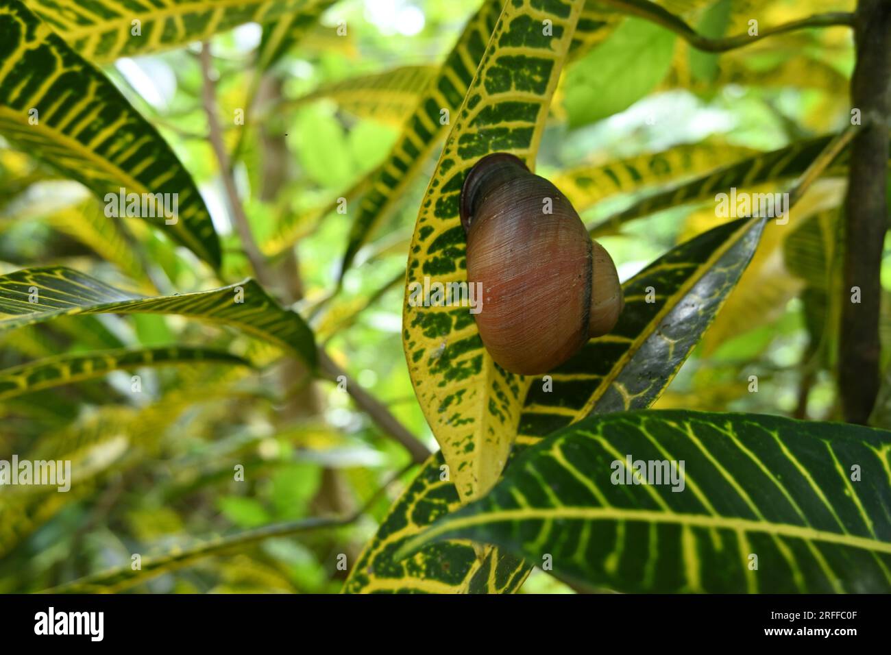 A Giant Land Snail (Acavus Phoenix) is sticking to a yellow and green color variegated Croton leaf (Codiaeum Variegatum) Stock Photo