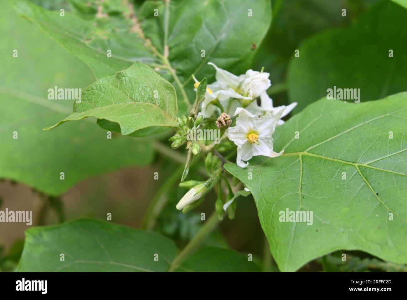 View of a turkey berry blossom and ready to bloom cluster of buds on top of the plant with leaves. Stock Photo