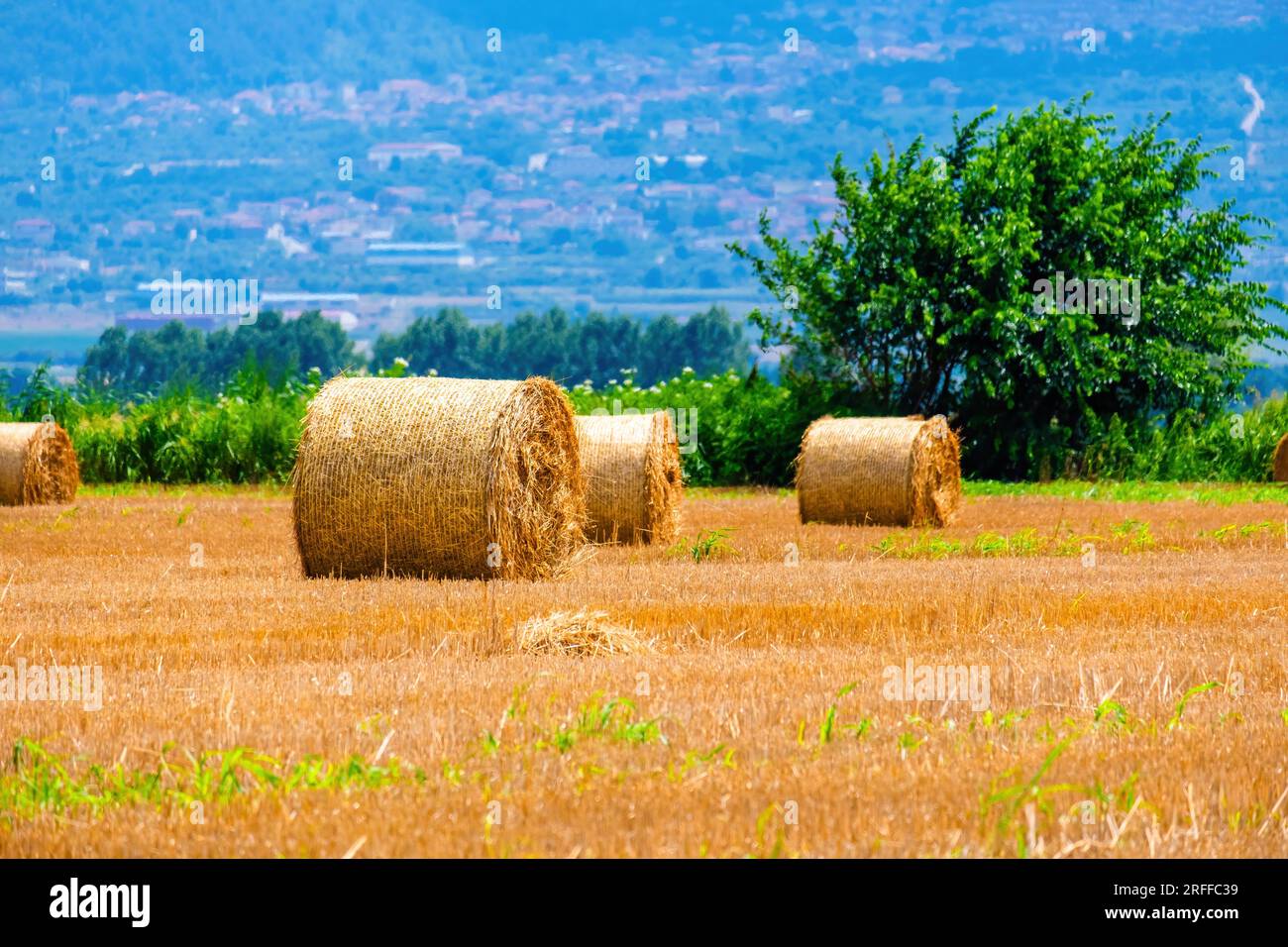 harvesting season with field of straw stacks, rural Stock Photo - Alamy