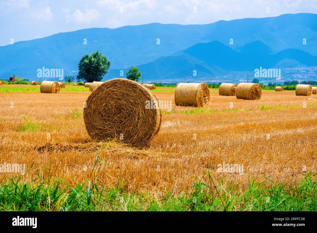 harvesting season with field of straw stacks, rural Stock Photo - Alamy