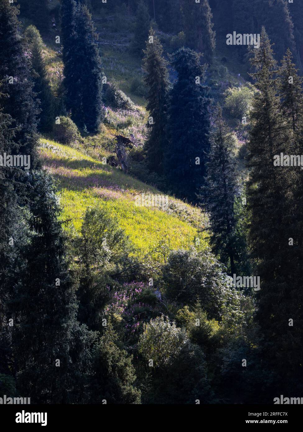 Pine trees on hills in Ile-Alatau National Park, Kim Asar Gorge, Kazakhstan Stock Photo