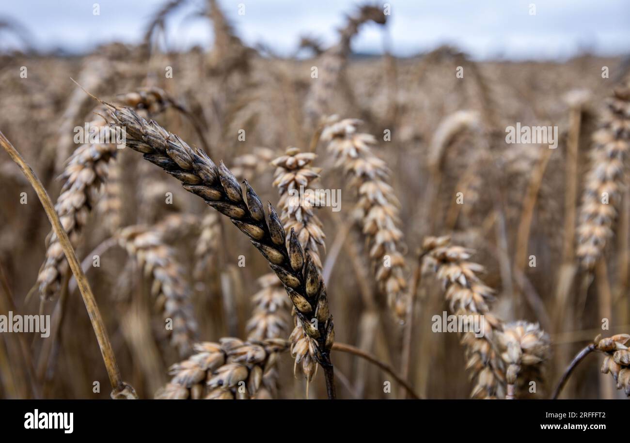 Gadebusch, Germany. 03rd Aug, 2023. Overripe and partly black wheat ears  stand on a field that has not yet been harvested. The wet weather is also  hampering harvests in the northeast. According