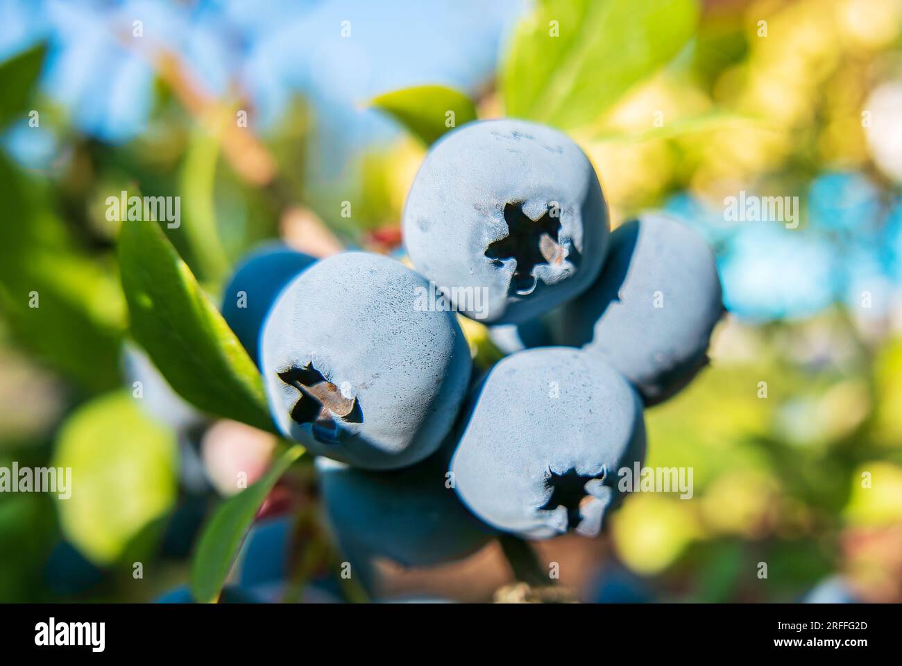 Blueberries. Bunches of ripe large berries blueberry plant Stock Photo