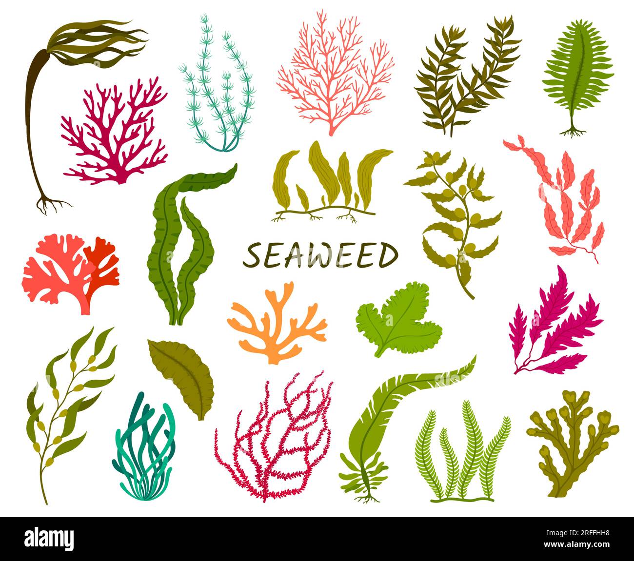 Underwater seaweed plants. Corral reef flora, isolated aquatic plant. Laminaria, macrocystis, fucus and codium, delesseria, rhodymenia, nitella and ca Stock Vector