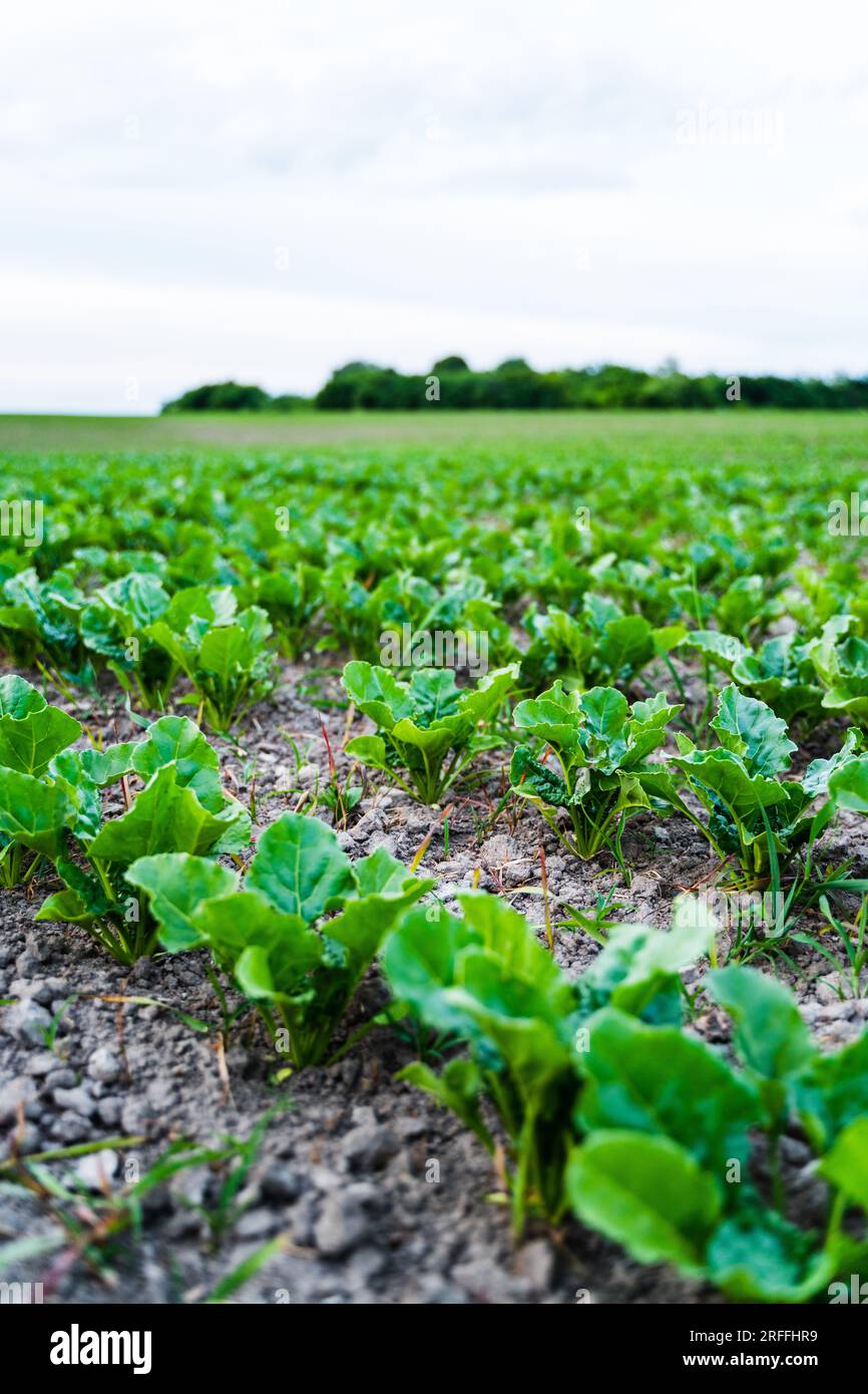 Rows of sugar beet bulbs on the ground in the fields. A plant whose root contains a high concentration of sucrose and grown for sugar production Stock Photo