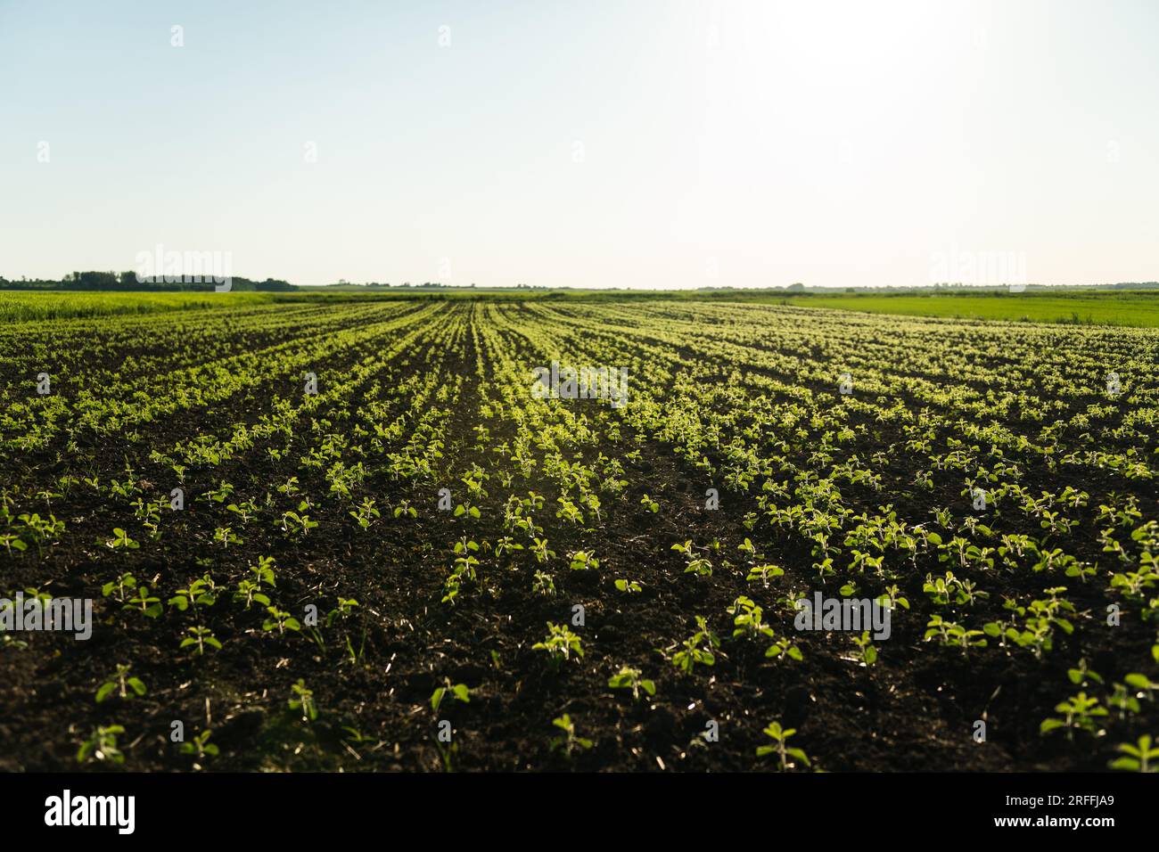Green young soybean plants growing in a soil on agricultural field in a ...