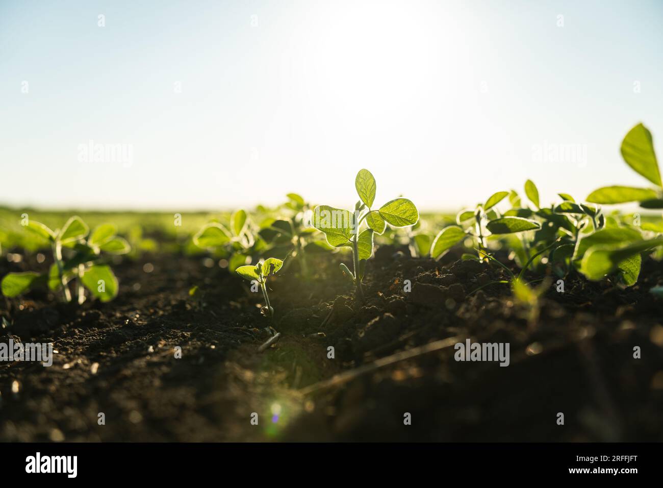 Soybean field neat rows hi-res stock photography and images - Alamy