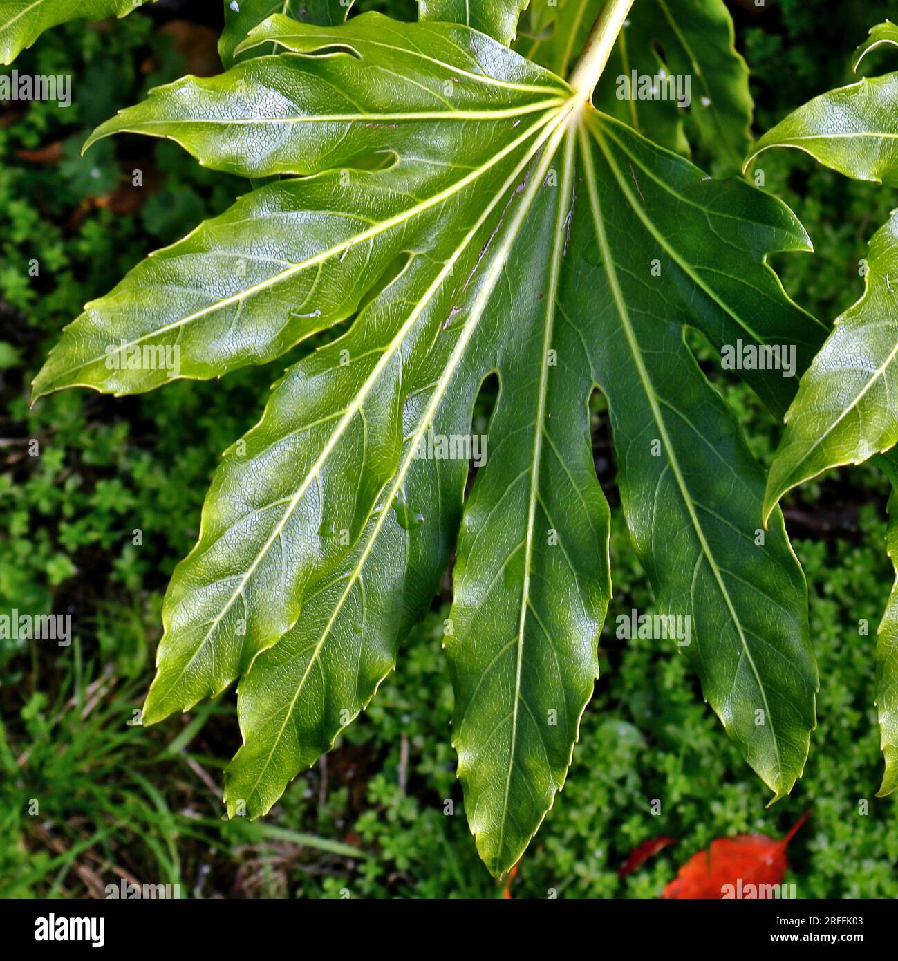 Glossy, green, Fatsia Japonica leaf. A multi-fingered leaf in bold colours and set against green ground foliage. Light background blur. Stock Photo