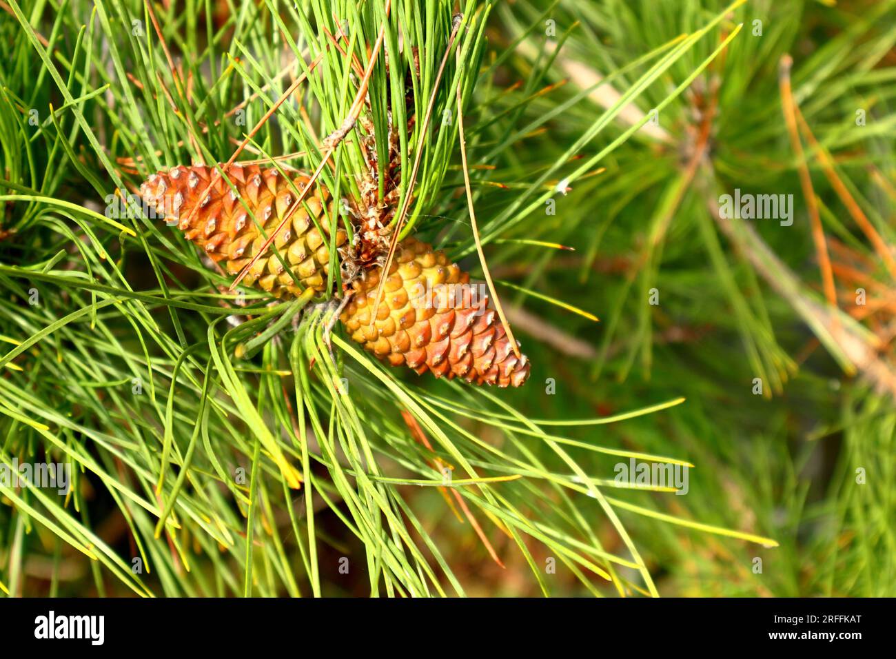 Autumnal colours, pair of pinecones on a branch. Golden, yellow, brown, green. Background blur. Stock Photo