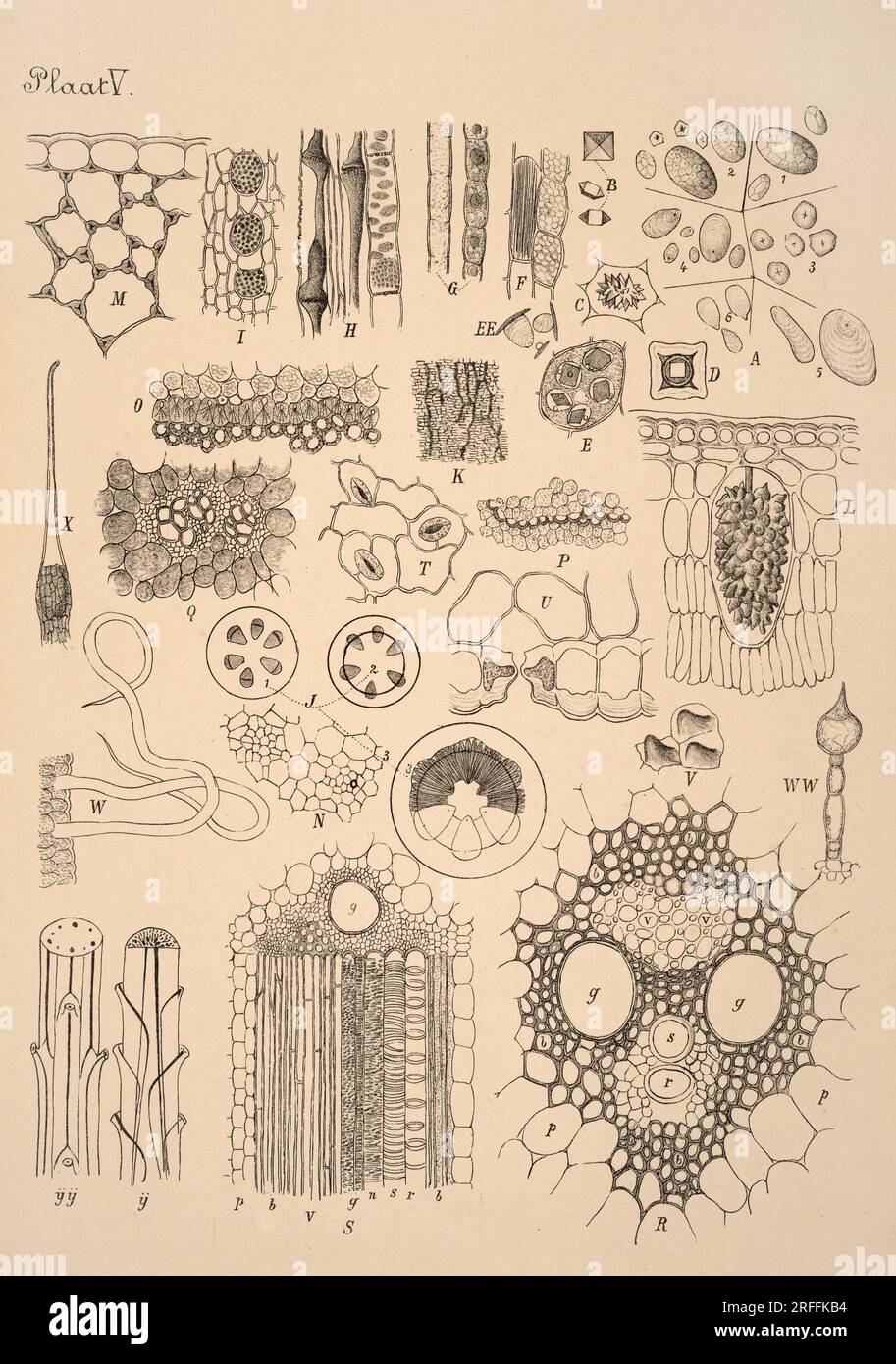 19thcentury Dutch botanical illustration Intricately detailed ink