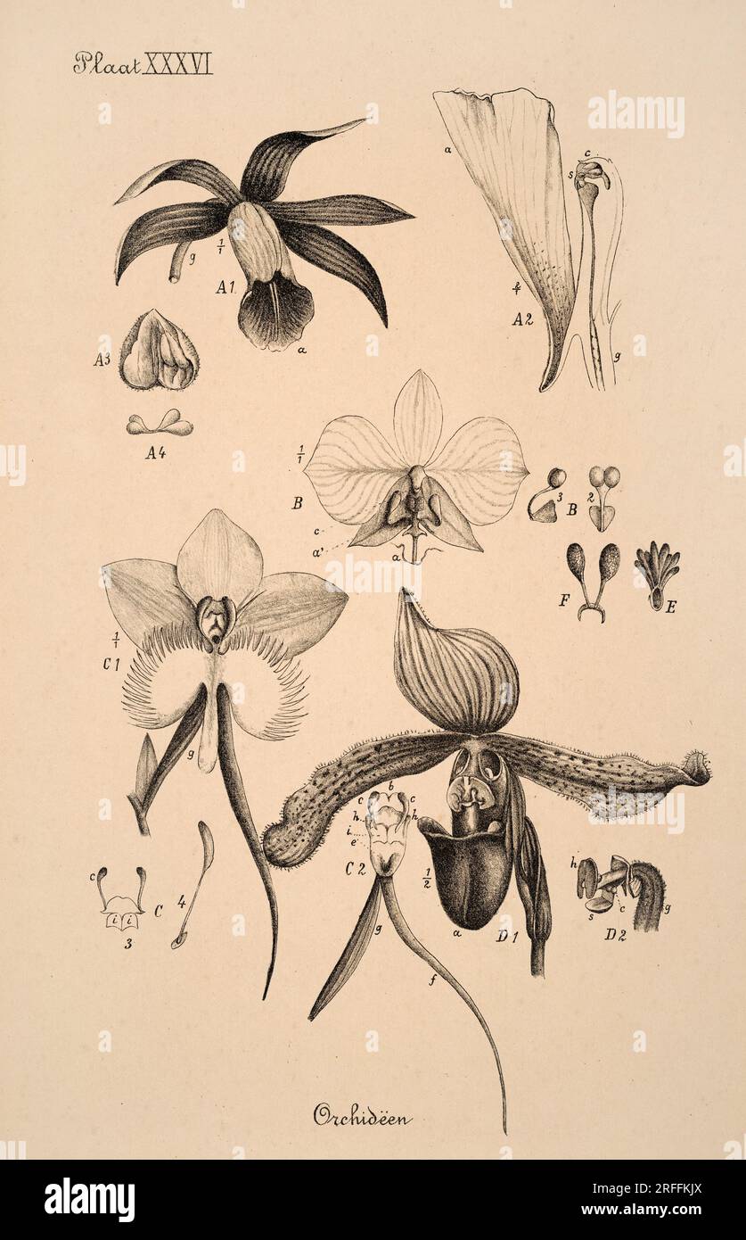 19th-century Dutch botanical illustration: Intricately detailed ink drawings on sepia background, showcasing antique botanical artistry. Stock Photo