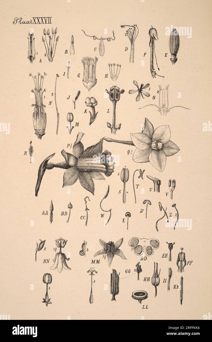 19thcentury Dutch botanical illustration Intricately detailed ink