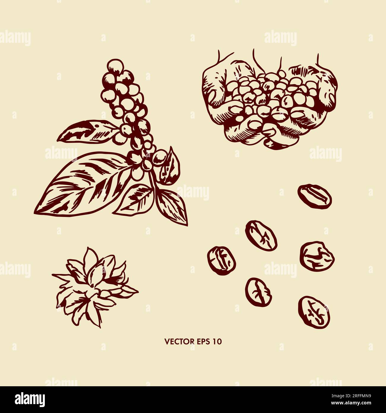 Coffee plant, coffee flower, coffee grains. Vector illustration in