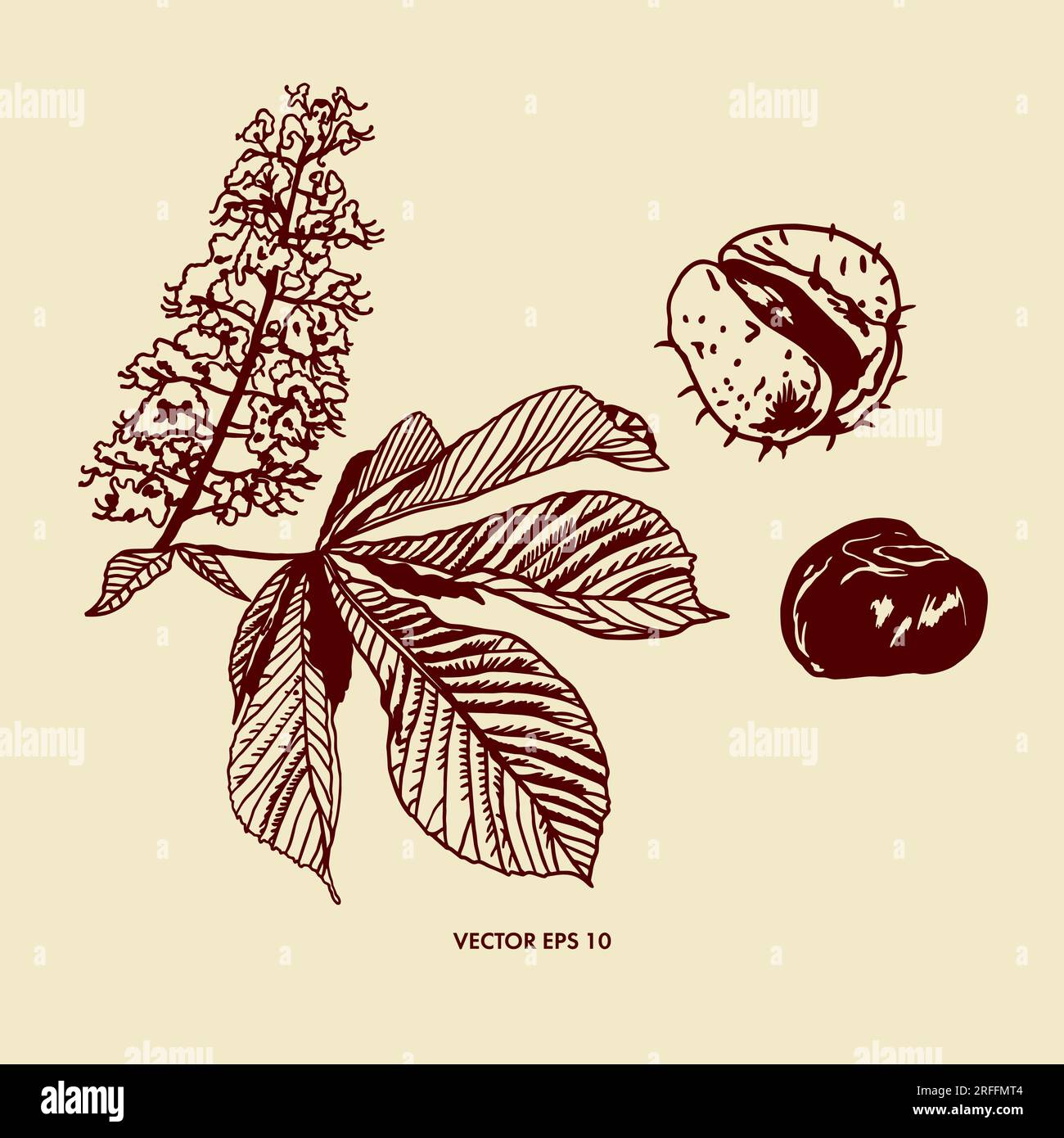 Flower, leaf and fruit of chestnut tree. Vector illustration of
