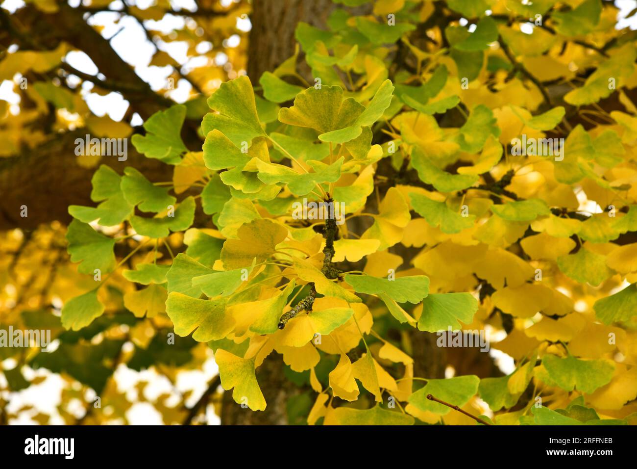 Ginkgo tree with yellow foliage Stock Photo - Alamy