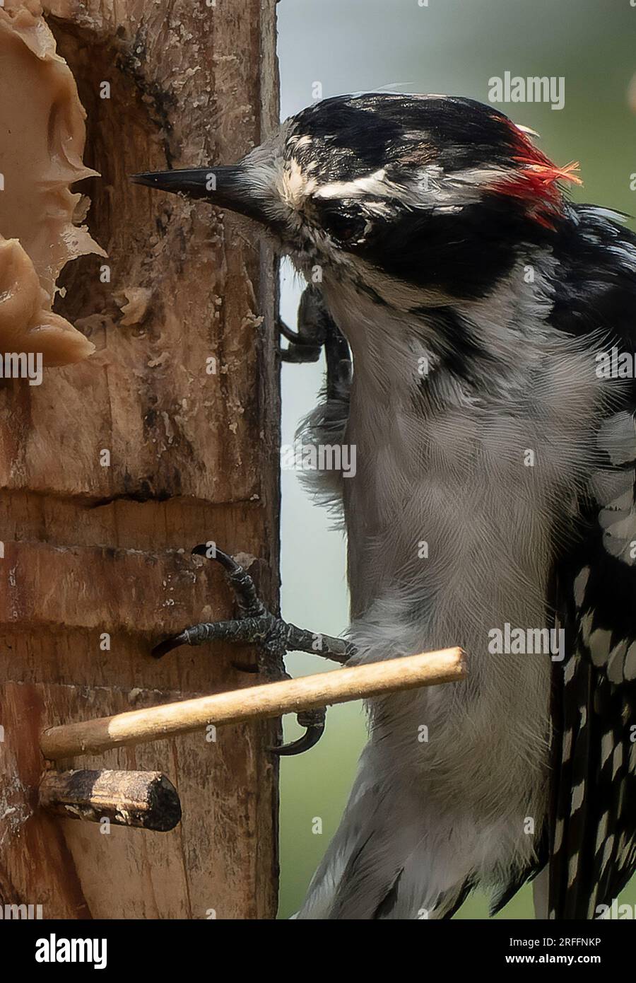 A Woodpecker on a peanut butter bird feeder Stock Photo - Alamy
