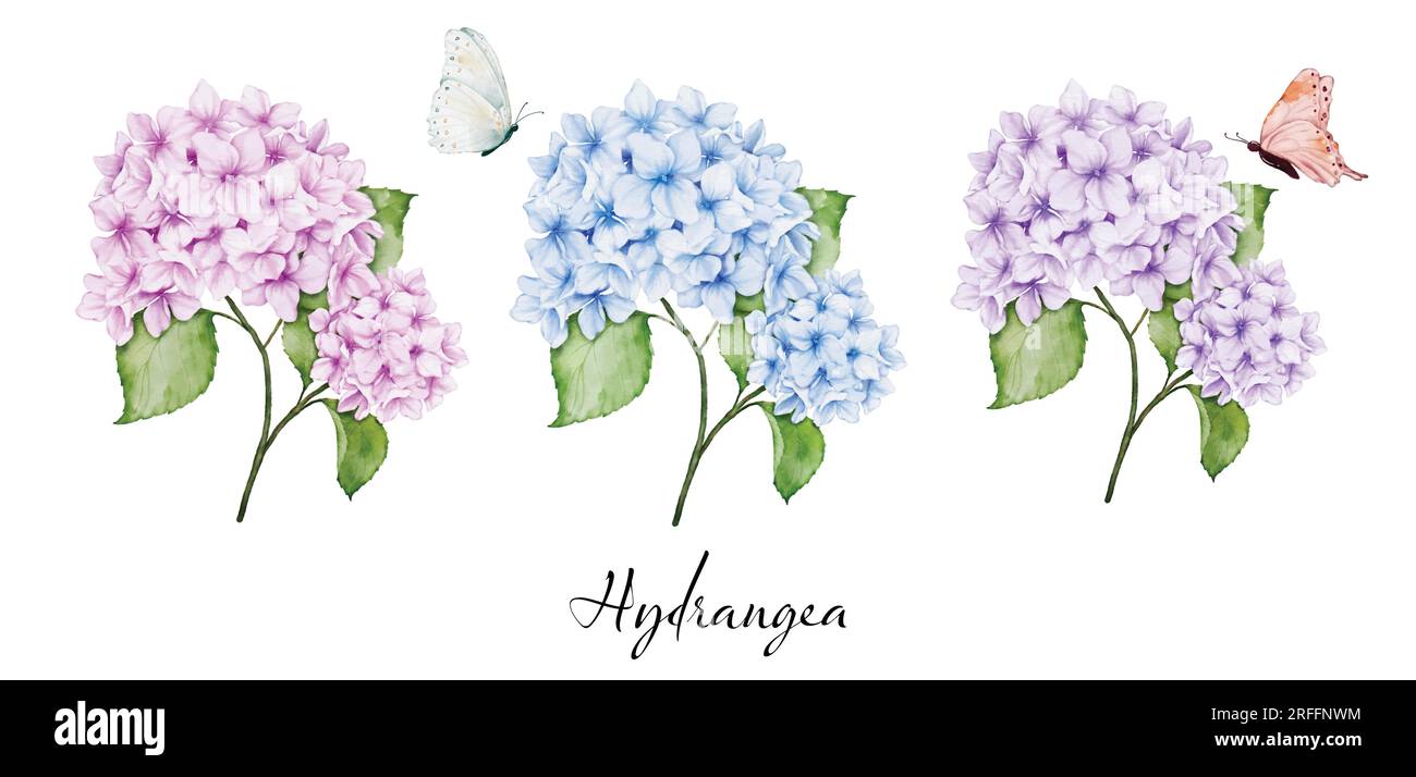Set of beautiful watercolor floral bouquets with hydrangea flowers, branches leaves, and butterflies, watercolor painting. Vector isolated on white ba Stock Vector