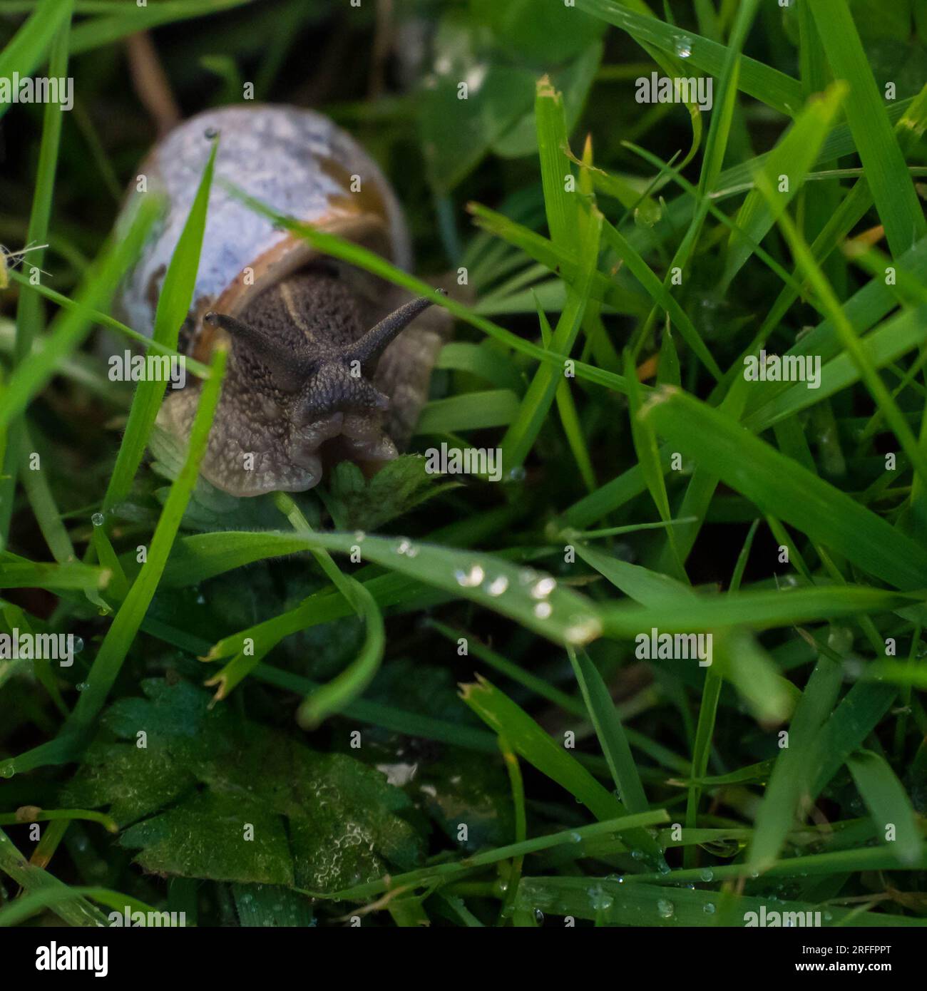 Tail snail hires stock photography and images Alamy