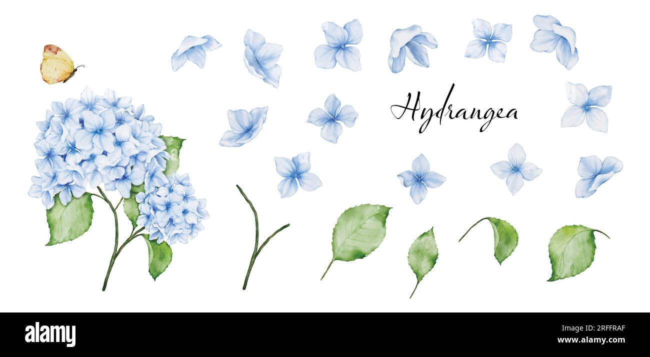 Set of blossom and leaf elements of watercolor blue hydrangea bouquet and butterfly, watercolor painting. Vector isolated on white background. Stock Vector