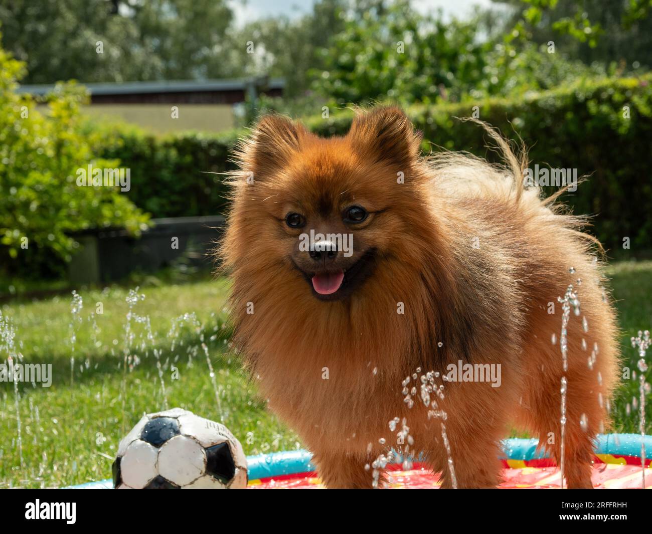 Spitz dog in a dog fountain on a green lawn. Spitz dog plays in the water. Stock Photo