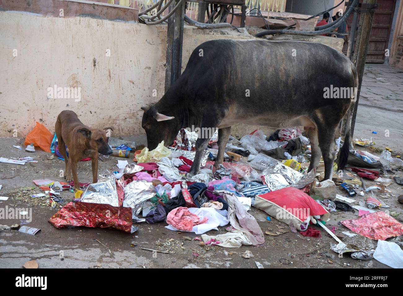 A cow and dog in India lscavenging for food Stock Photo