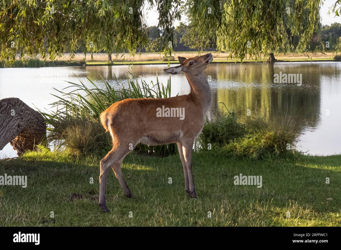 Young Fallow deer about to eat weeping willow leaves hanging down Stock