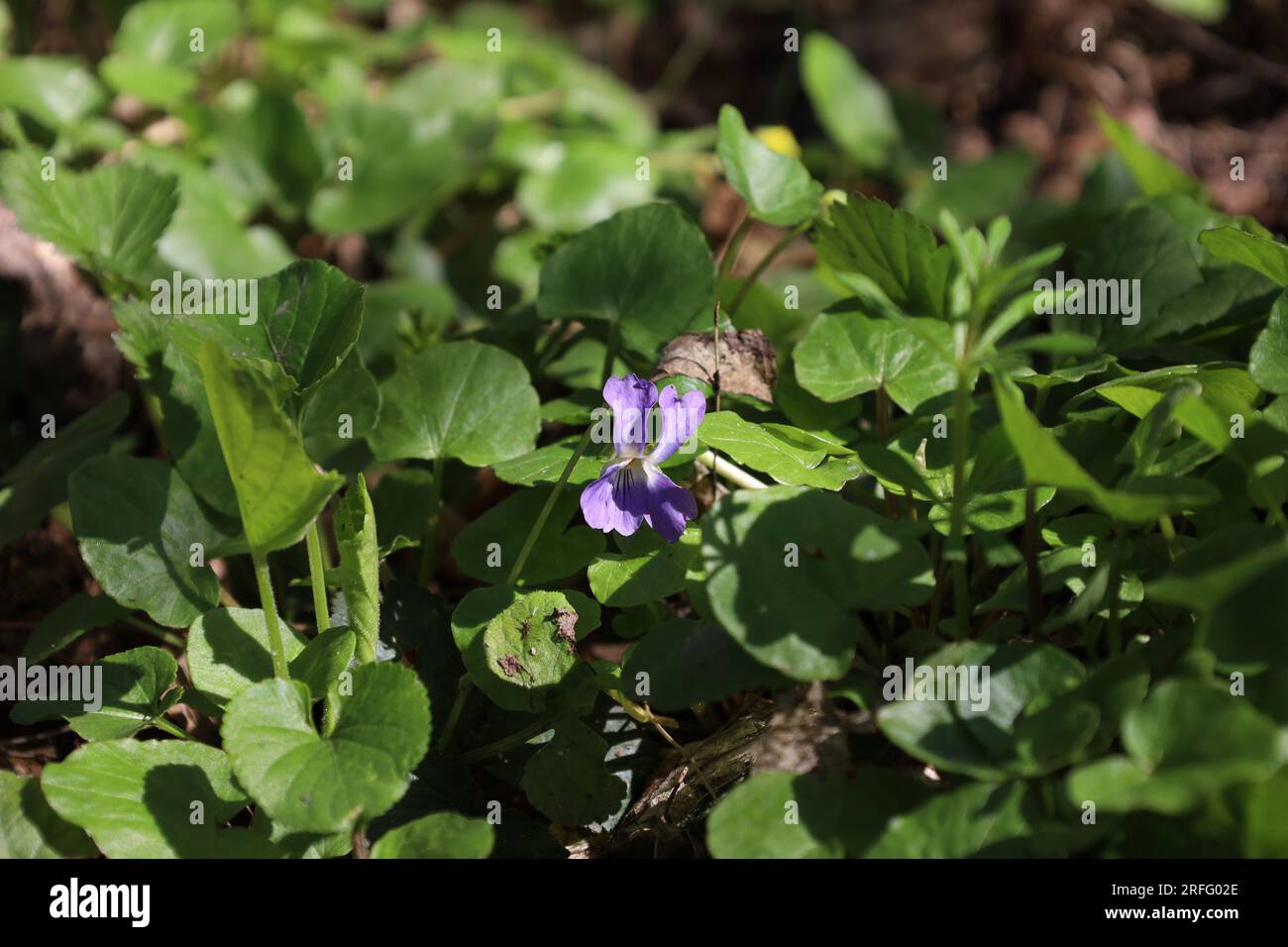 Viola flowers in the sunny forest, blue flowers Stock Photo