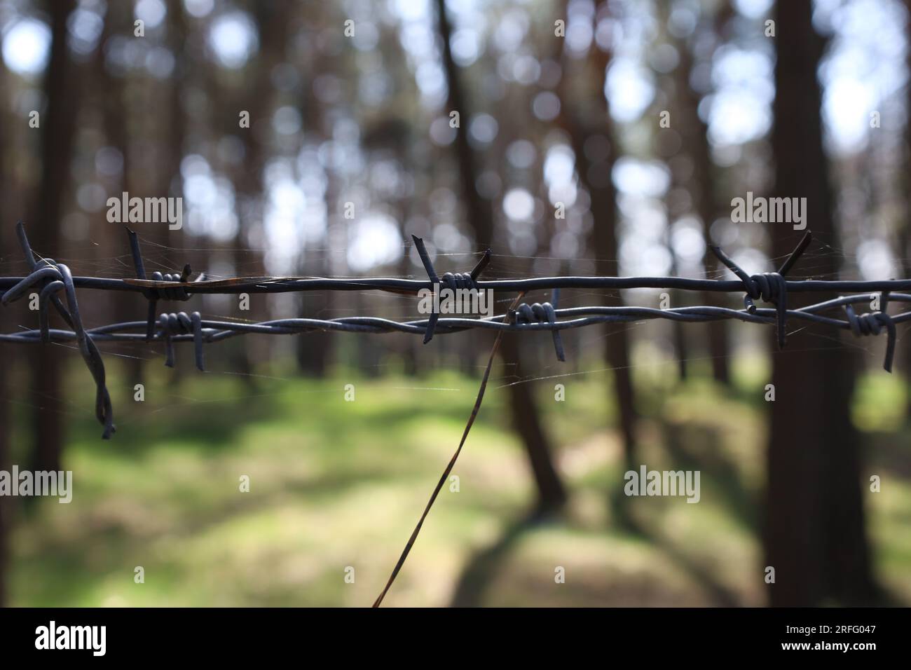 Barbed wire in a pine forest, protected area Stock Photo