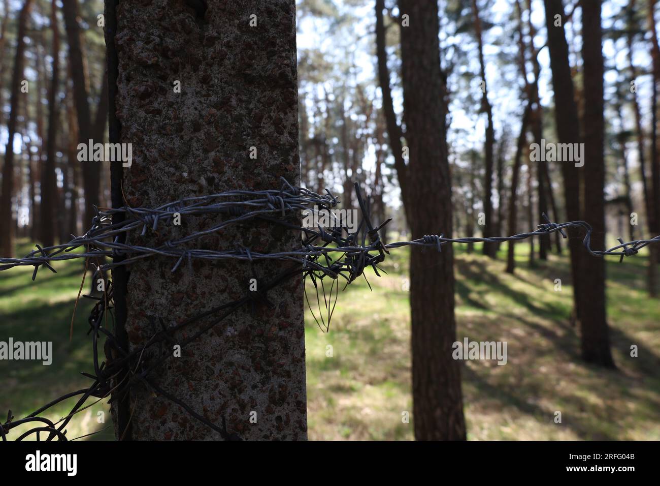 Barbed wire in a pine forest, protected area Stock Photo