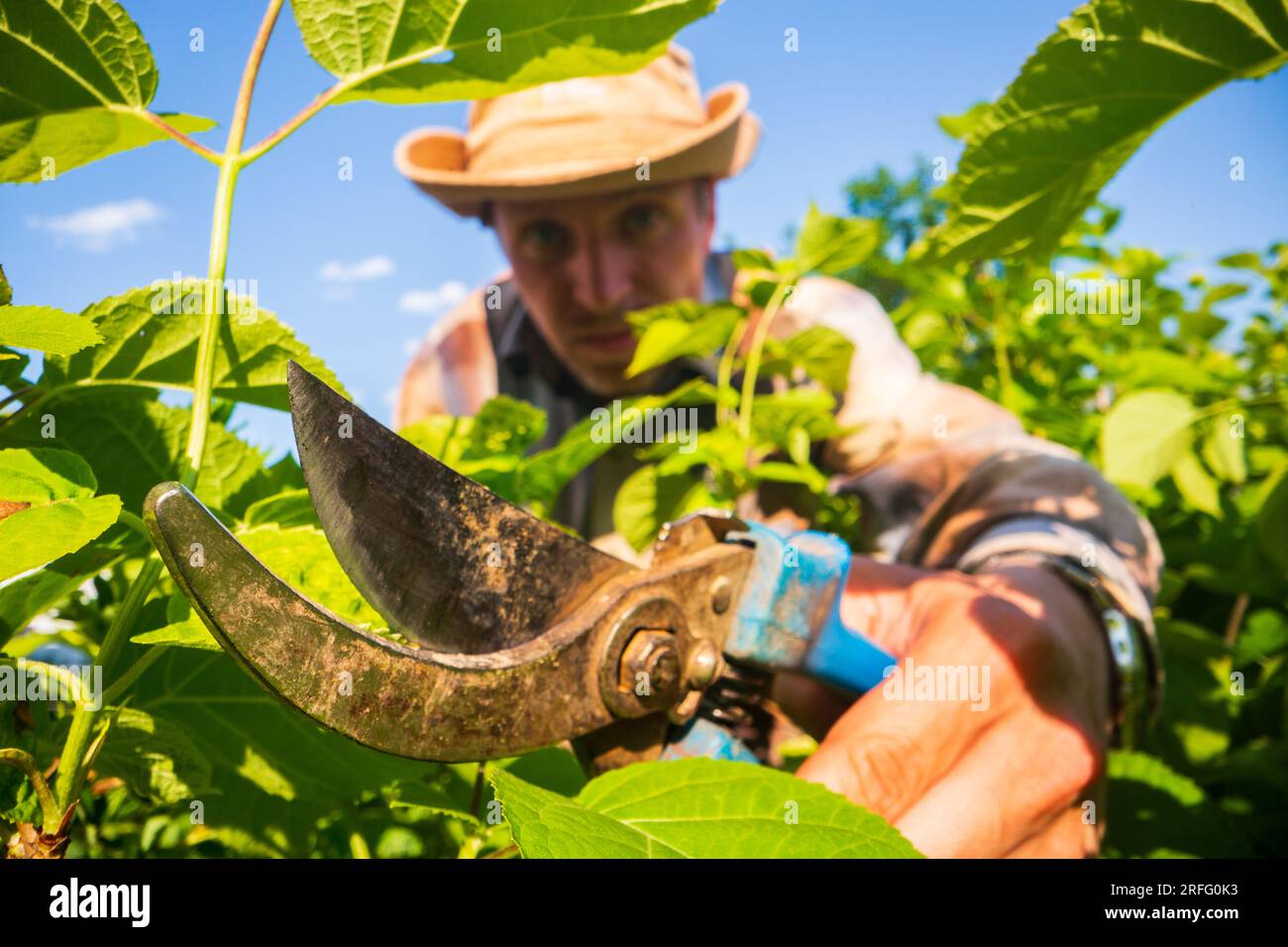 The farmer makes pruning of bushes with secateurs. Gardening Tools ...