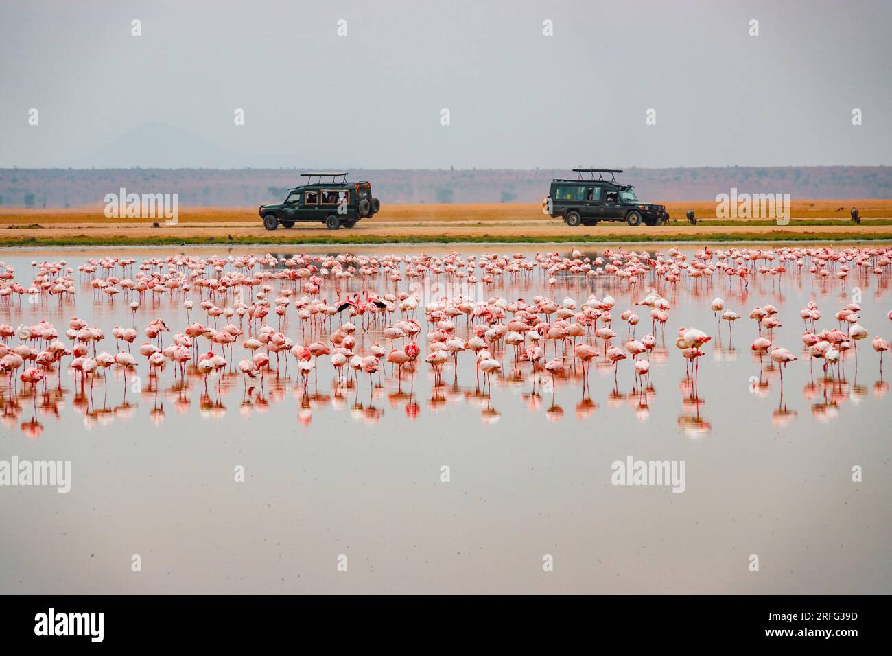 Safari vehicles amidst flamingos at Amboseli National Park in Kenya Stock Photo