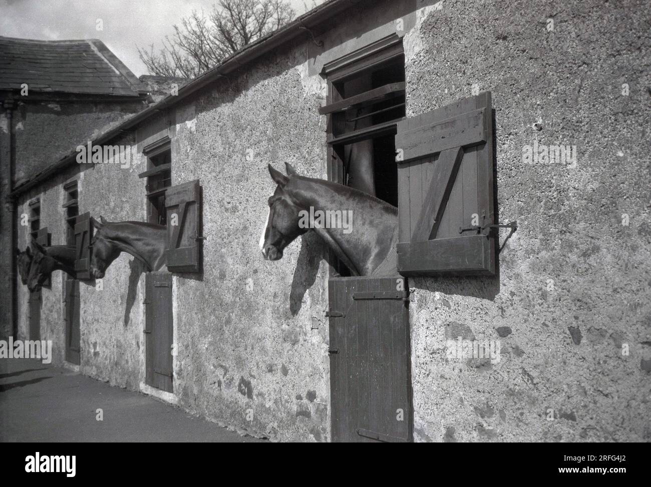 1929, historica, horses in staples, Belliiste??England, UK Stock Photo