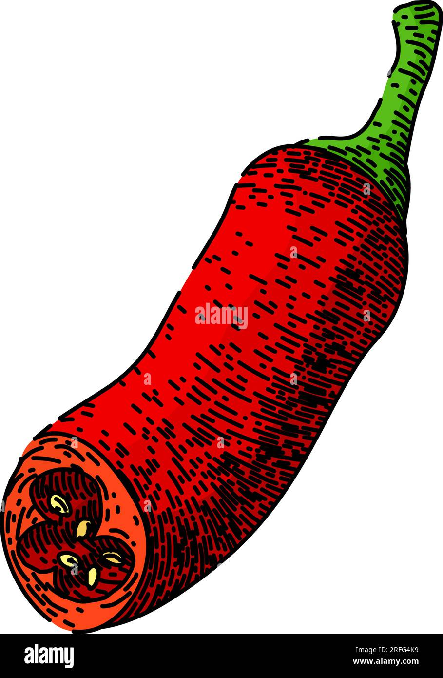 vegetable chili pepper sketch hand drawn vector Stock Vector Image ...