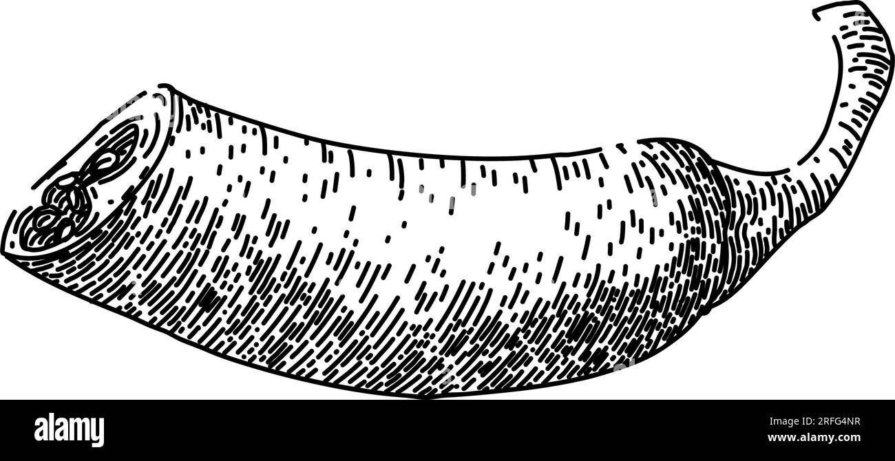 paprika chili pepper sketch hand drawn vector Stock Vector Image & Art