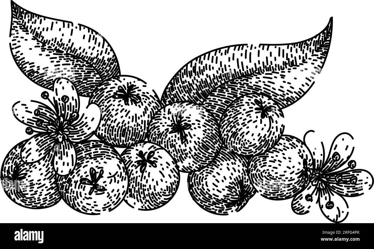 plant chokeberry aronia sketch hand drawn vector Stock Vector Image ...