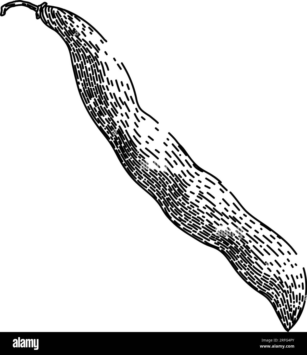 vegetable geen beans sketch hand drawn vector Stock Vector Image & Art