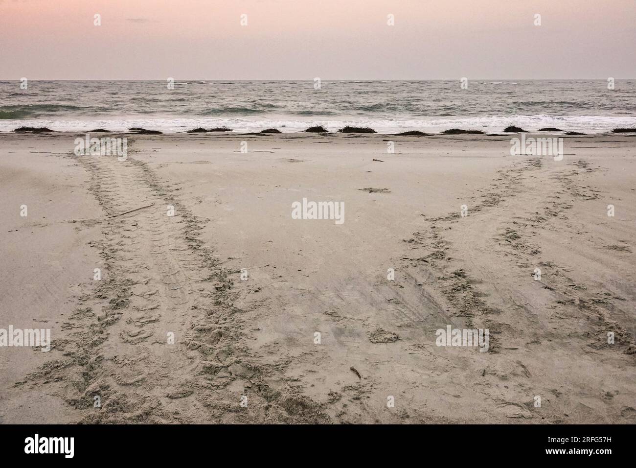 Isle of Palms, United States of America. 03 August, 2023. Tracks left behind in the sand from an endangered loggerhead sea turtle as it crawled ashore to nest at dawn, August 3, 2023 in Isle of Palms, South Carolina. Sea turtles come ashore at night during the spring and summer months and lay their eggs in nests in the sand dunes along the beach. Credit: Richard Ellis/Richard Ellis/Alamy Live News Stock Photo