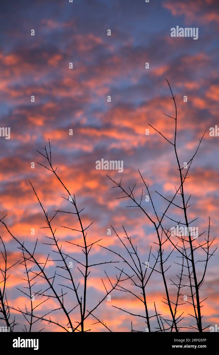 Rami d'albero spoglio contro un cielo di nuvole rosa al tramonto Stock Photo