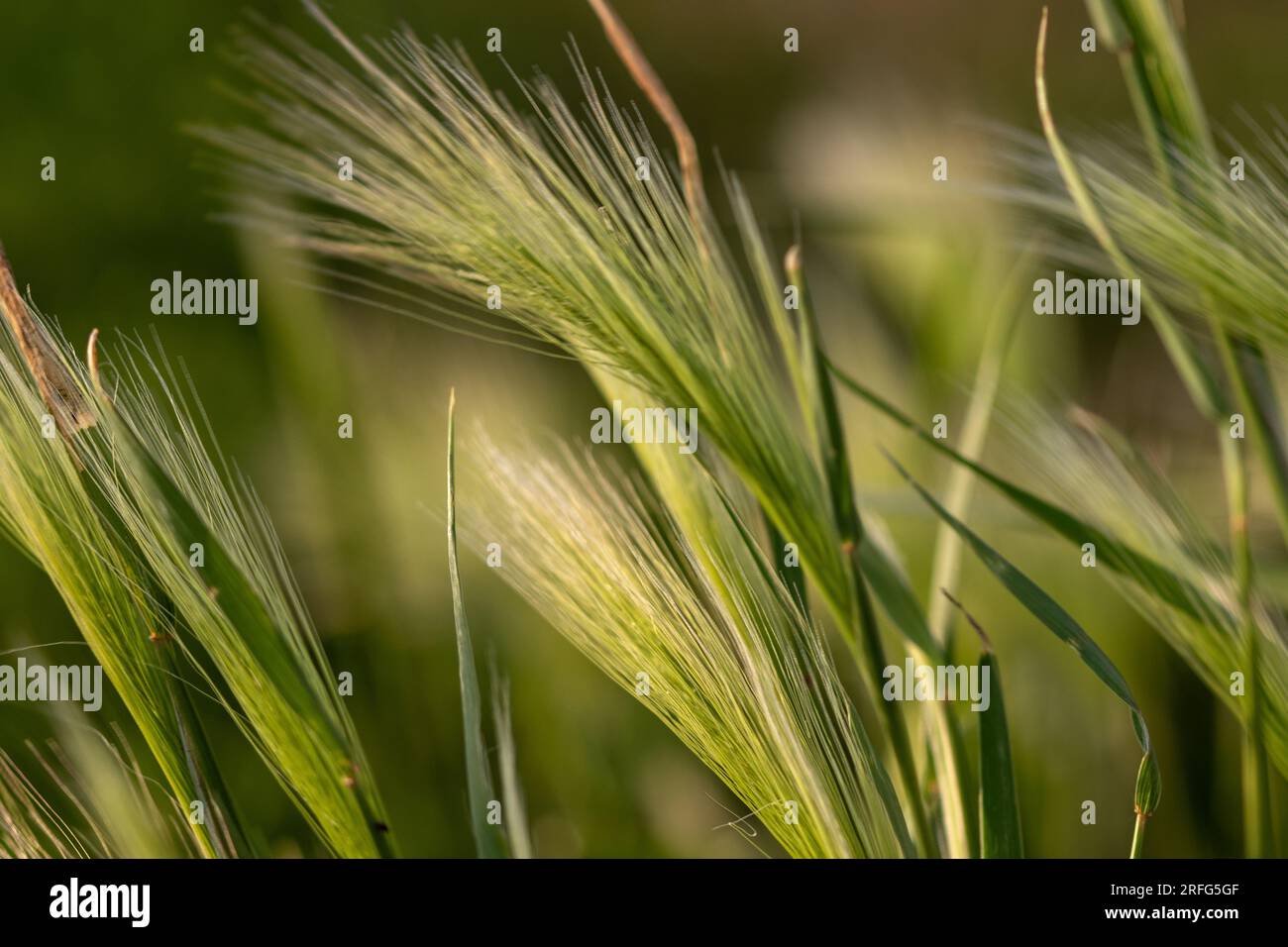 Nebraska weeds close up feather grass in the wind . High quality photo Stock Photo