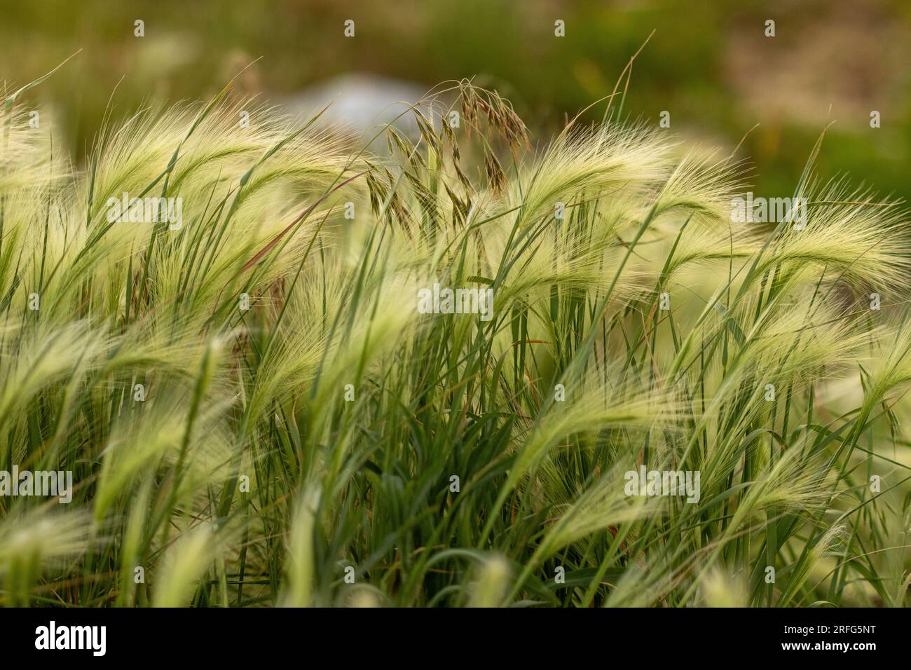 Nebraska weeds close up feather grass in the wind . High quality photo Stock Photo