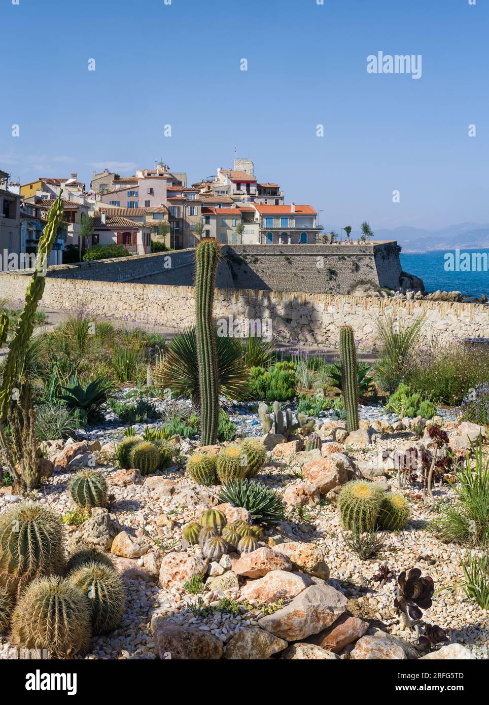 cactus succulent plants Surprise Cactus & Succulent Variety Pack main image 0