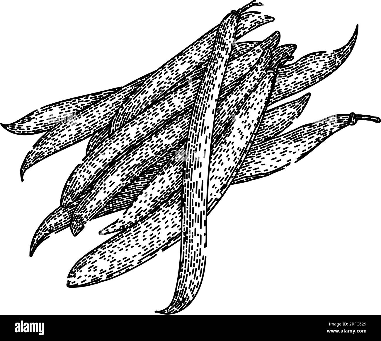 food geen beans sketch hand drawn vector Stock Vector Image & Art Alamy