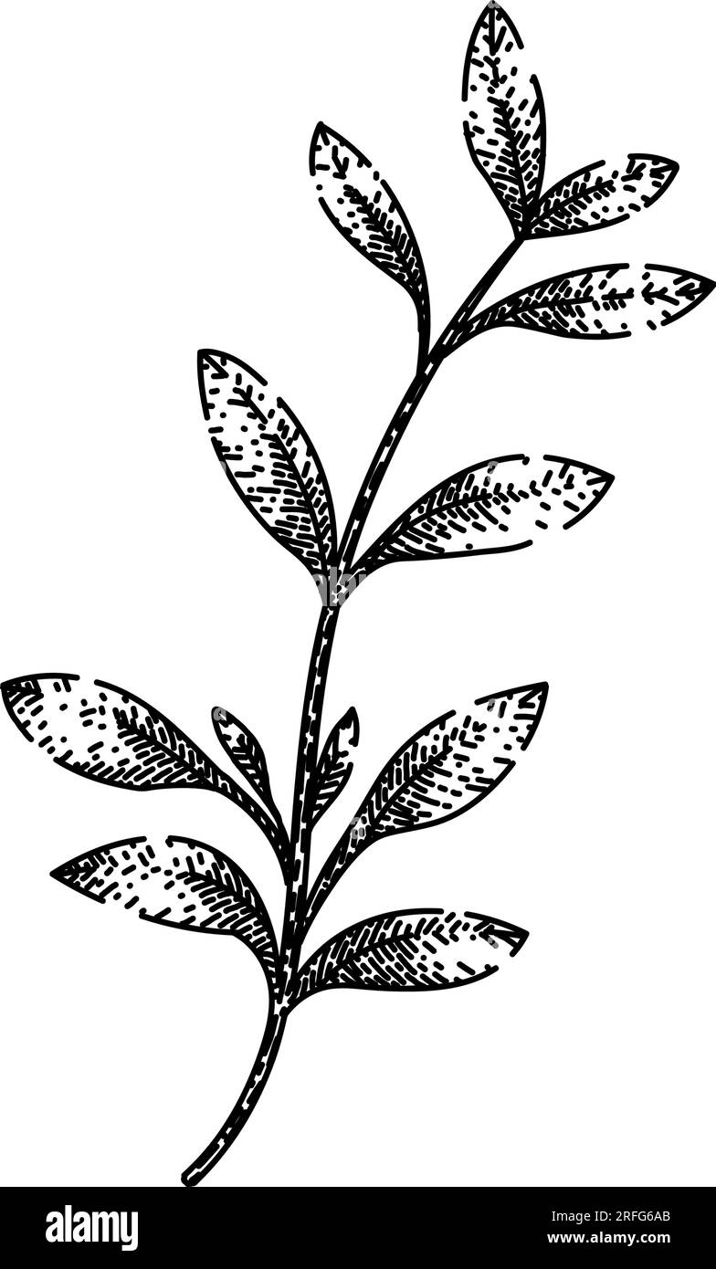 fresh thyme leaf sketch hand drawn vector Stock Vector Image & Art Alamy
