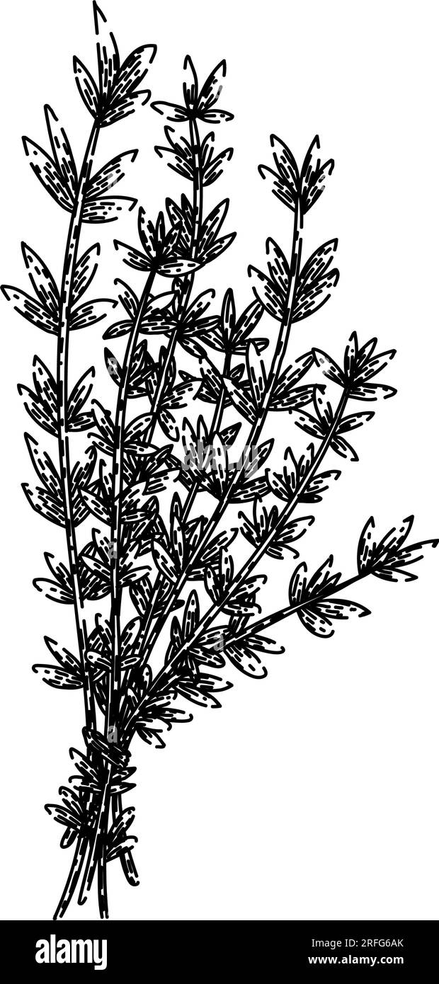 plant thyme leaf sketch hand drawn vector Stock Vector Image & Art Alamy