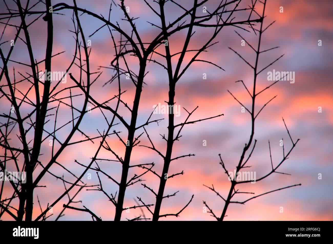 Rami d'albero spoglio contro un cielo di nuvole rosa al tramonto Stock Photo