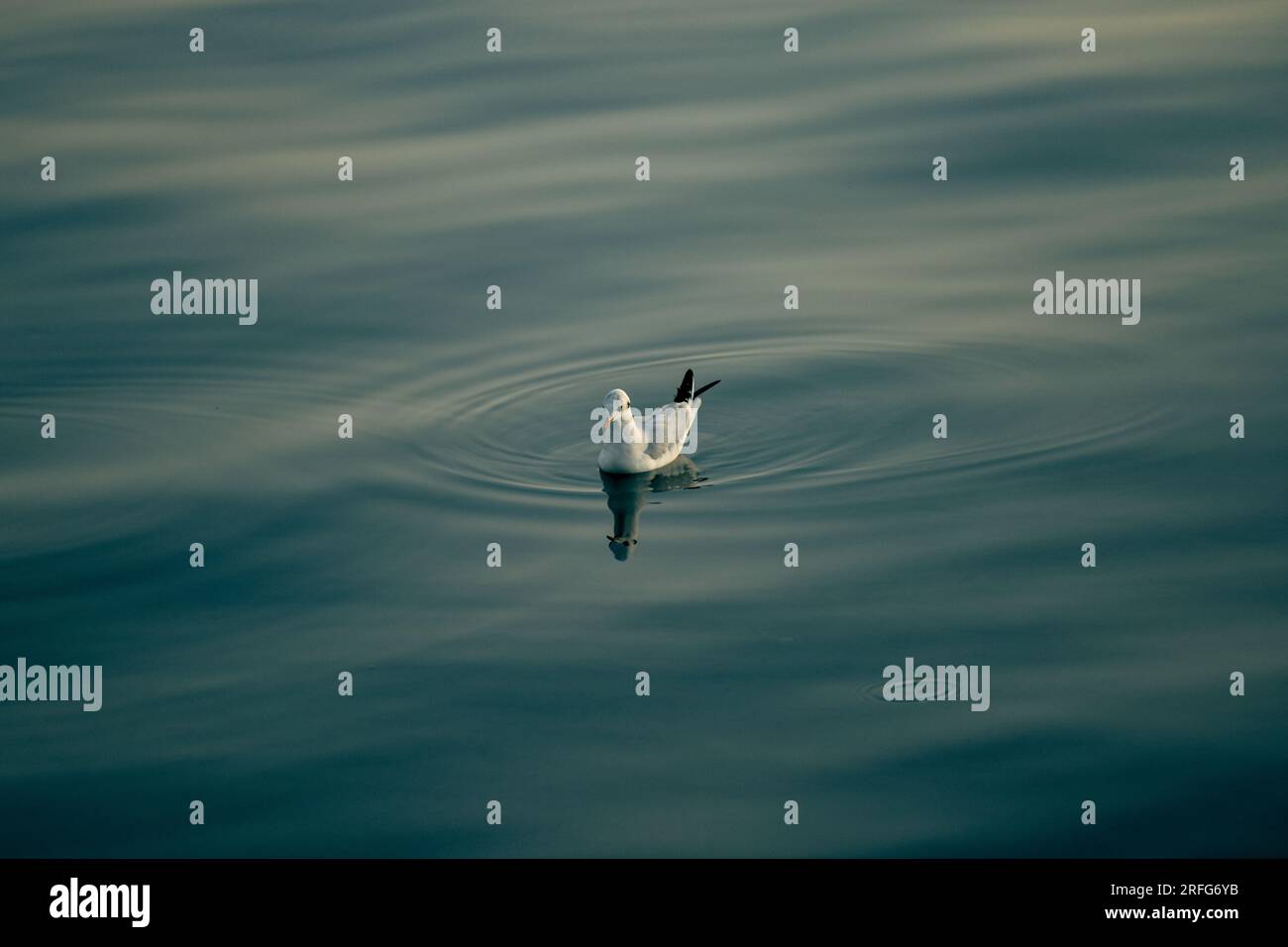 Herring gull in the depths of one of the oldest lakes in the world Stock Photo