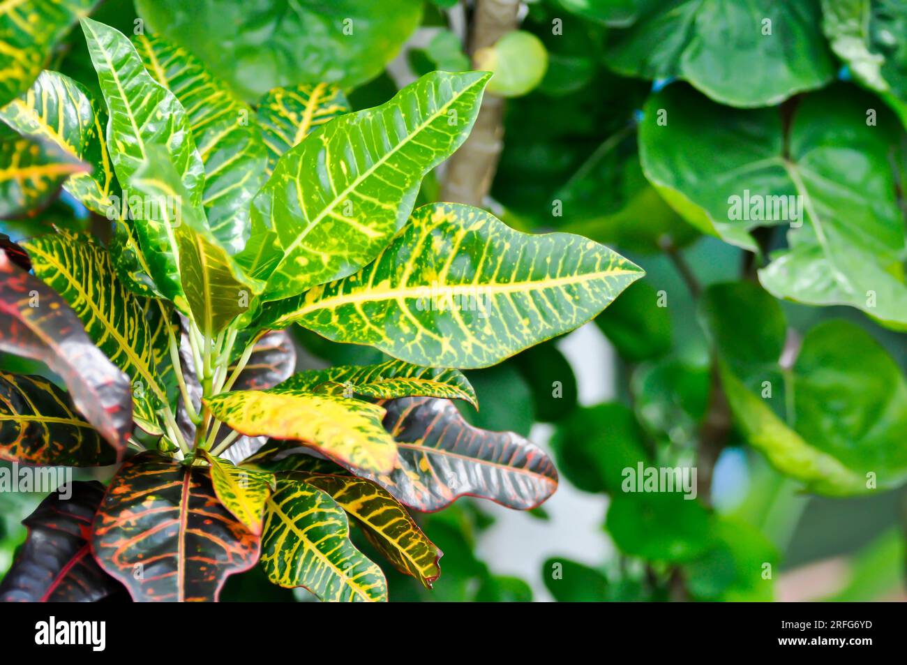 Codiaeum variegatium Blume or Croton, Variegated Laurel or Garden Croton or bicolor plant or bicolor leaf Stock Photo