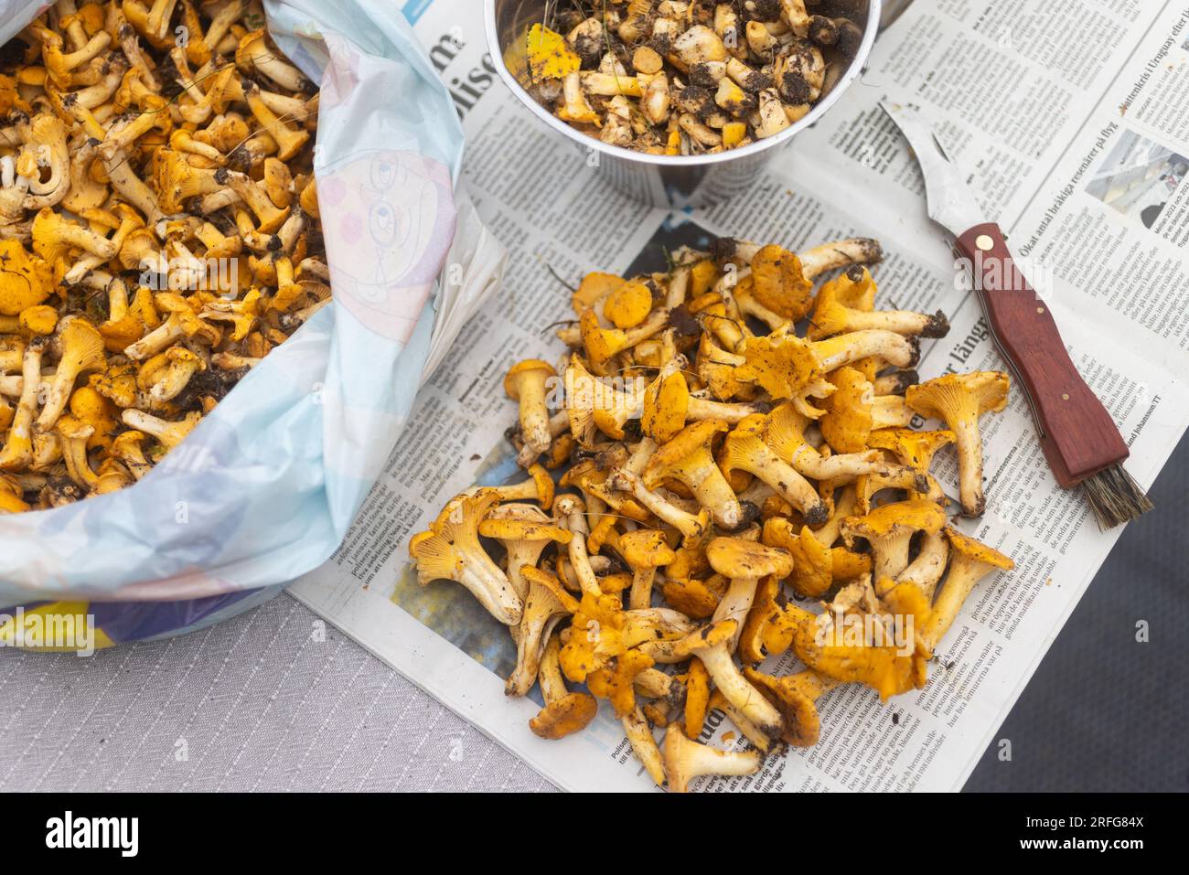 Freshly picked chanterelles (Cantharellus cibarius) to be cleaned. Cantharellus cibarius is a species of golden chanterelle mushroom in the genus Cantharellus. Stock Photo