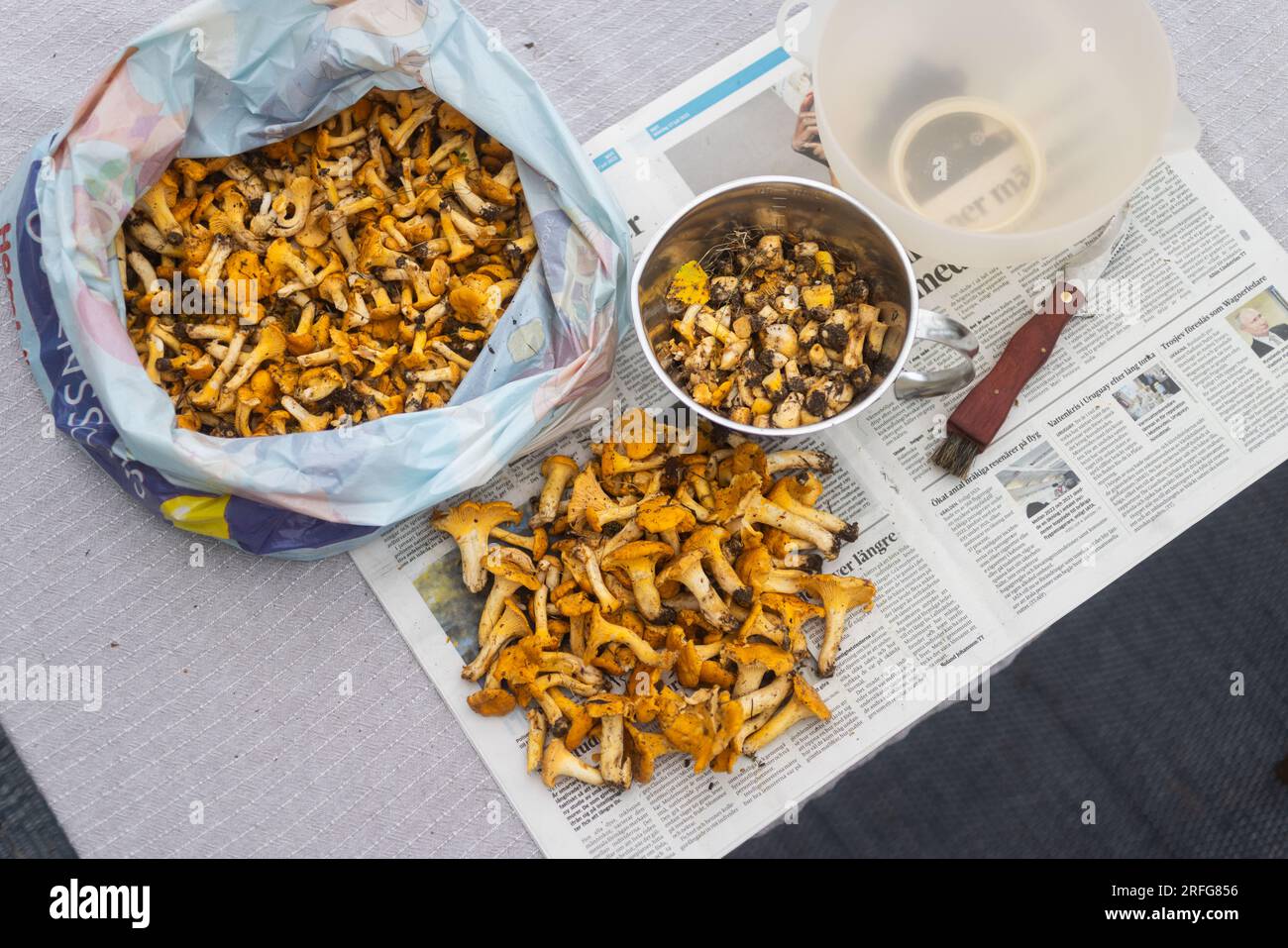 Freshly picked chanterelles (Cantharellus cibarius) to be cleaned. Cantharellus cibarius is a species of golden chanterelle mushroom in the genus Cantharellus. Stock Photo